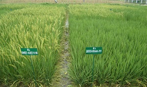 Early%20mature%20mutant%20rice%20varieties1